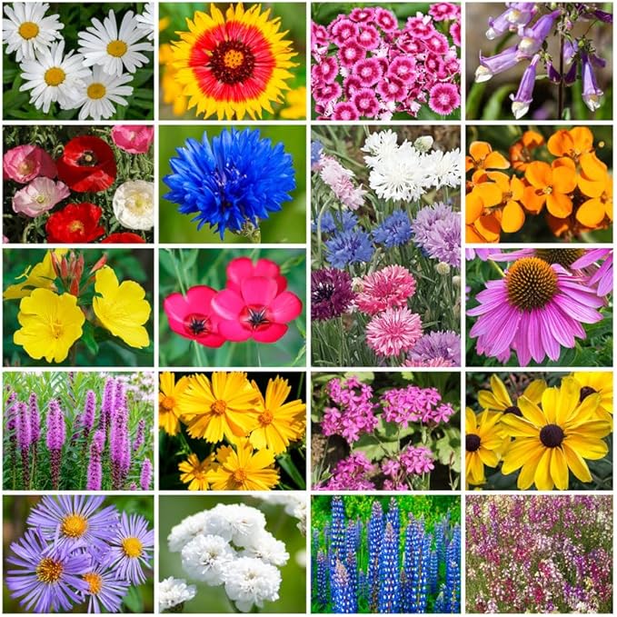 Grow Your Own Vibrant Annual and Perennial Wildflower Garden Seeds Mixture, Varieties for Pollinators and Spring Gardens - Northeast Regional Mix, 1/4 lb