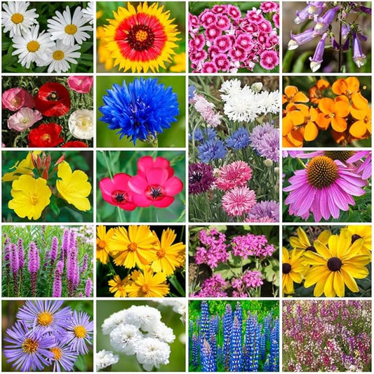 Grow Your Own Vibrant Annual and Perennial Wildflower Garden Seeds Mixture, Varieties for Pollinators and Spring Gardens - Northeast Regional Mix, 1/4 lb