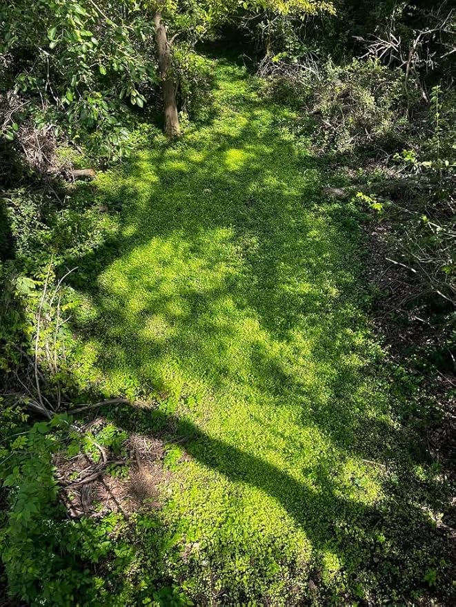 Kill Plot Food Seed Mix for Deer, 1/3 Acres or 3 Acres, Highly Attractive Mix of Brassicas, Clovers, and Chicory, Made for Small Plots