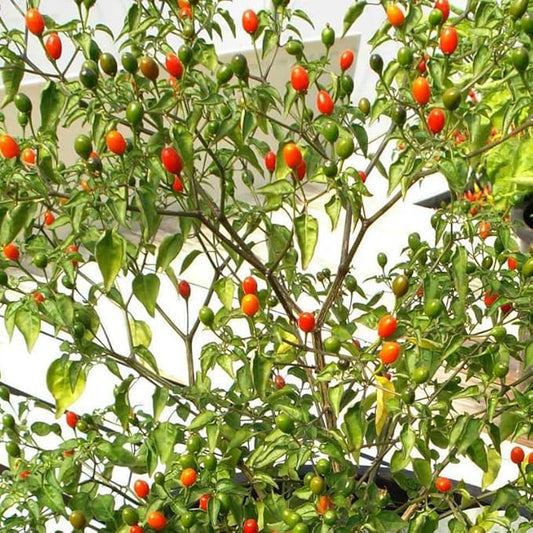 Set 2 Chiltepin Pepper Plants, Live Chiltepin Pepper Seedlings for Outdoor Garden, 4 to 8 Inch Tall Hot Pepper Live Plant