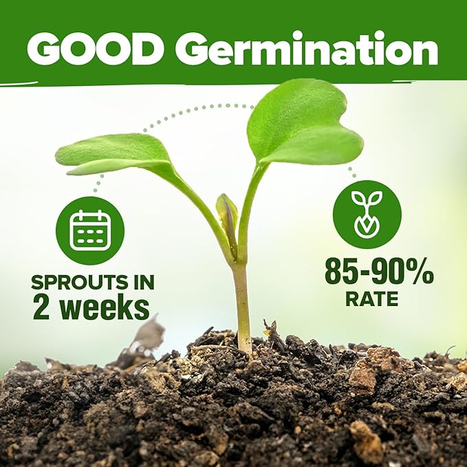 HOME GROWN Premium HERB Seeds Variety Pack - 20 Heirloom Herb Seeds for Planting - 6,000+ Non-GMO Seeds with Plant Markers - Indoor Outdoor Hydroponic Herb Garden - Culinary & Medicinal Herbs