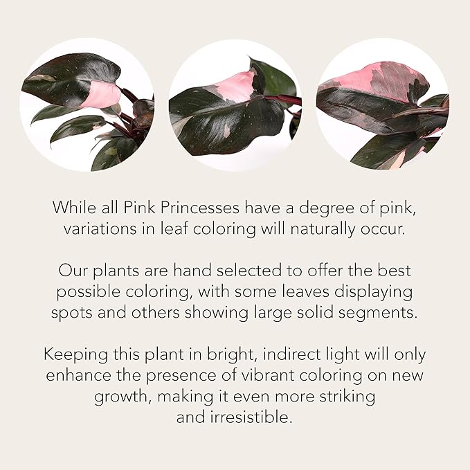 Green Circle Growers Live Pink Princess Philodendron in White Ceramic Pot – Vibrant Variegated Leaves, Perfect Indoor Houseplant, 5-Inch Decorative Planter