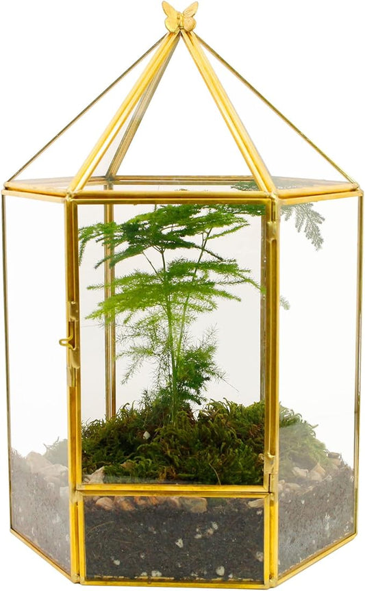 ELEGANTLIFE Glass Geometric Plant Terrarium,Succulent & Air Planter for Home Garden Office Decoration,No Plants(Gold Hexagonal)