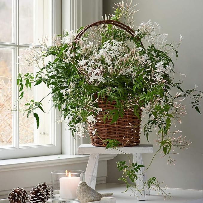 Night Blooming Jasmine Live Plant - Cestrum Nocturnum. Fragrant Flowering Shrub for Garden, Patio or Window (2 ngt.jas sacs)