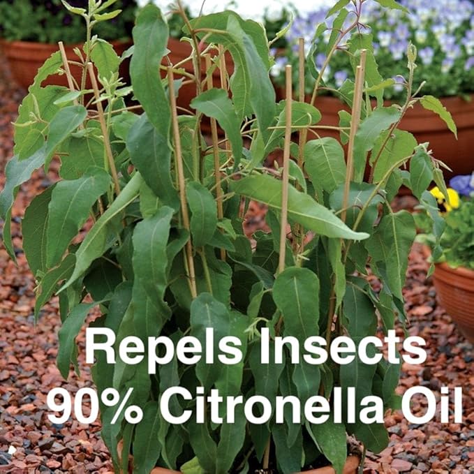 Lemon Eucalyptus (Corymbia citriodora) Live Plant - Fragrant Indoor/Outdoor Plant with Natural Insect Repellent Citronella Oil (4 eucal-Lemon sacs)