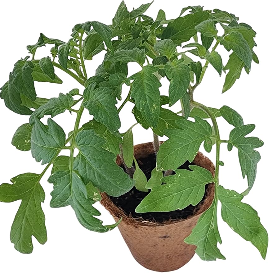 Plant-It Starters Plant Seeds 4-Pack, DIY Indoor Succulents and Live Plants for Home or Garden Planting, Grape Tomato