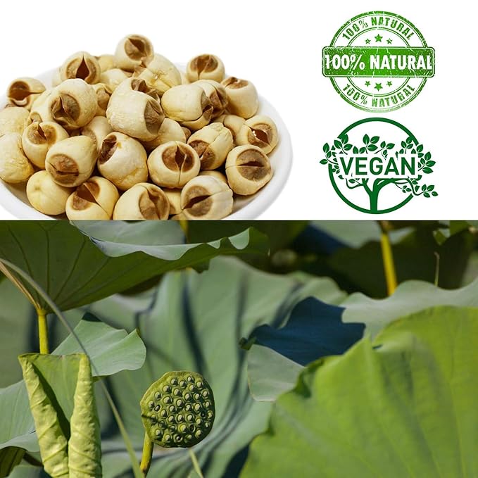 DABC OAK LAND Natural 2LB Dried Lotus Seeds 莲子干, Dried White Lotus Seeds Lian ZI, Rich In Methionine for Health, 白蓮子 for Herbal Tea Cooking Porridge and Soup Raw Material 2 X 16OZ Bags