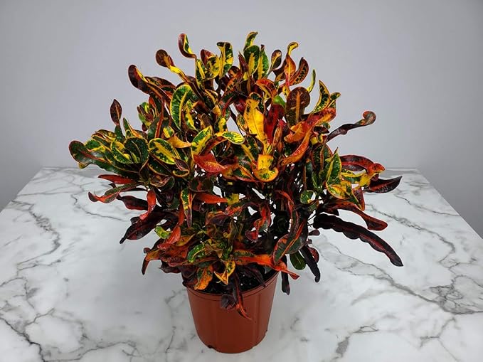 Croton Mammy Plant Live - 3 Gallon Pot - Overall Height 24" to 28" - Tropical Plants of Florida…