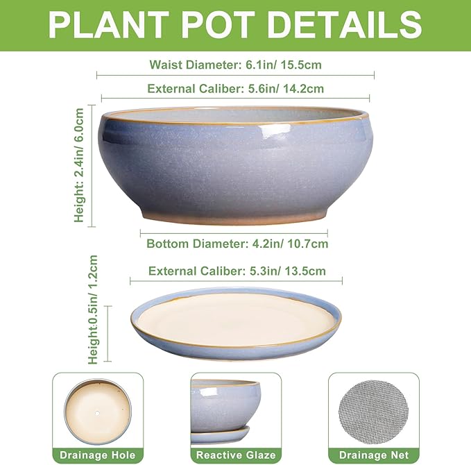 SQOWL Bonsai Tree Pots Small - 6 Inch Ceramic Succulent Planters with Drainage Hole and Saucer, Shallow Pot for Indoor Outdoor, Round Cactus Planters, Living Room Decor, Gifts for Plant Lover, Blue