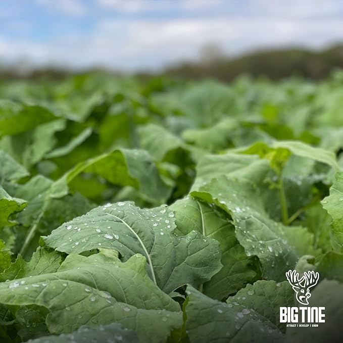 Big Tine Food Plot Mix, Deer Attractant, Main Event, Premium Brassica Mix, 4 lbs Bag, Fall/Winter Annual, Excellent Kill Plot, Drought Resistant