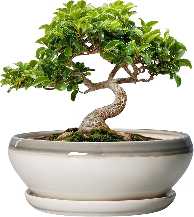 SQOWL Bonsai Tree Pots - 8 Inch Ceramic Succulent Pots with Drainage Hole and Saucer, Shallow Round Planter Indoor Outdoor, Ceramic Bonsai Pot, Planter Bowl, House Decor, Plant Lover Gift, Gray-Beige