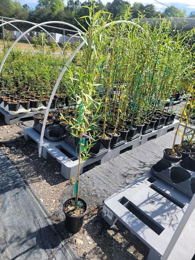 Weeping Willow Tree (Salix babylonica) - 3-4 Feet Tall - (2.5 QT)