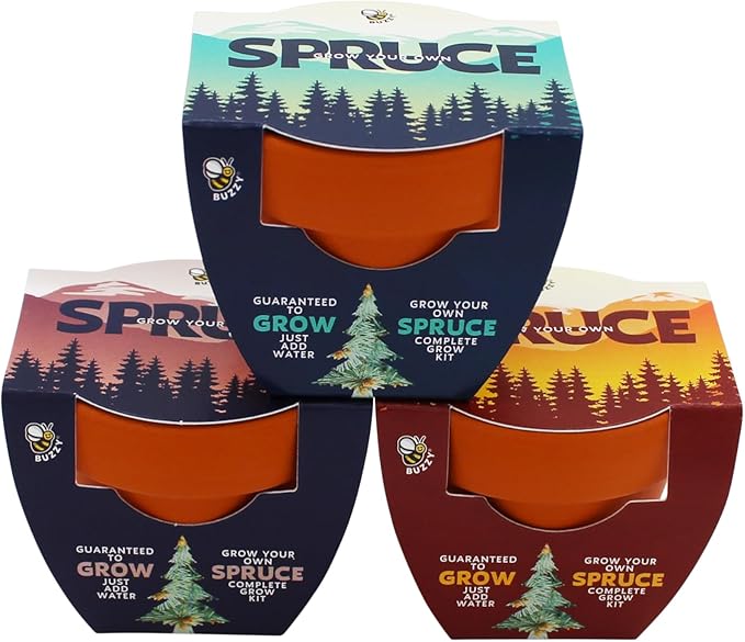 BUZZY Seeds Holiday Spruce Tree 12 Pack Mini Terracotta Grow Kits Includes All You Need to Sprout Evergreens, a Fun Stocking Stuffer, Party Favor or Corporate Gift