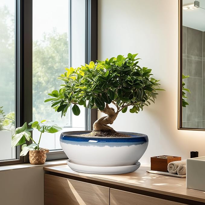 SQOWL Bonsai Tree Pots - 12 Inch Ceramic Succulent Planters, Large Bonsai Pot with Drainage Hole and Tray, Shallow Planter Indoor Outdoor, Bowl Round Planter, Home Decor, Plant Lover Gift, Blue-Beige