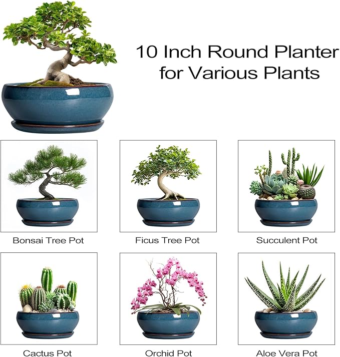 SQOWL Bonsai Pots 10 Inch - Large Ceramic Succulent Pots, Shallow Planter with Drainage Hole and Saucer, Round Planter for Indoor Outdoor, Bowl Planters, Patio Decor, Gifts for Plant Lover, Blue