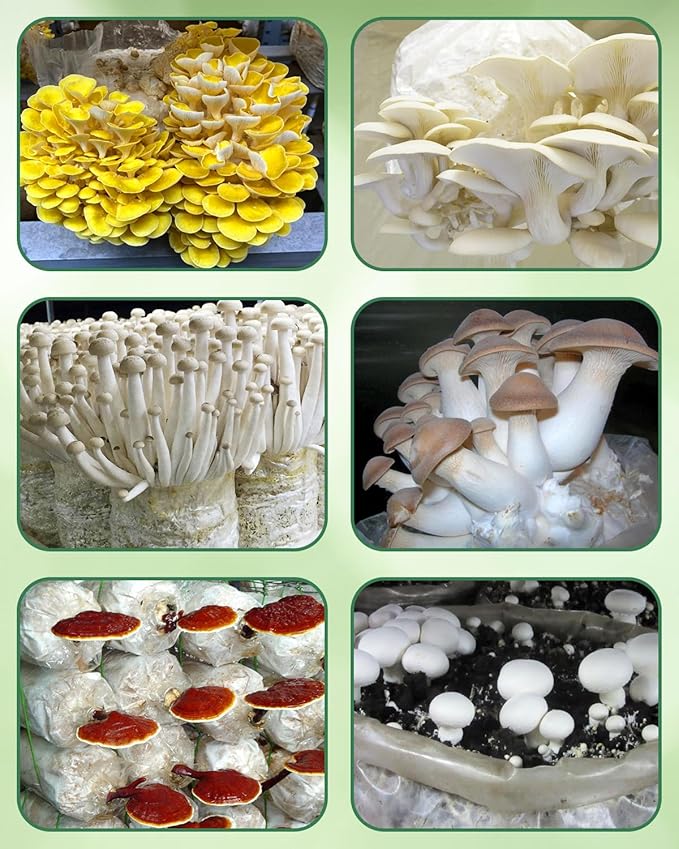 60 Pack Mushroom Grow Bags with Microporous Filter Patchs, 8"x5"x20" Large Extra Thick 3 Mil Mushroom Cultivation Spawn Bag Bulk, Durable Autoclavable Bags for Substrates Strong Tear Resistant