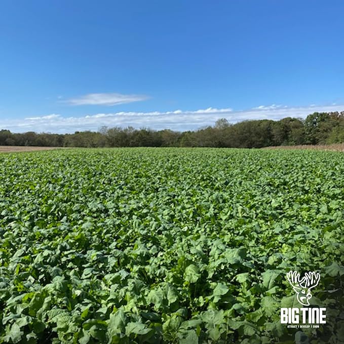 Big Tine Food Plot Mix, Deer Attractant, Main Event, Premium Brassica Mix, 4 lbs Bag, Fall/Winter Annual, Excellent Kill Plot, Drought Resistant