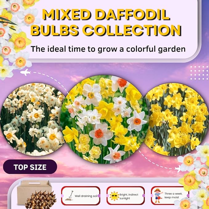 Set 30 Daffodil Bulls for Planting, Top Size Narcissus Flower Bulbs, Perennial Spring Flowers, Cold Hardy, Ideal for Gardens, Pots and Landscaping (Mixed Daffodil)