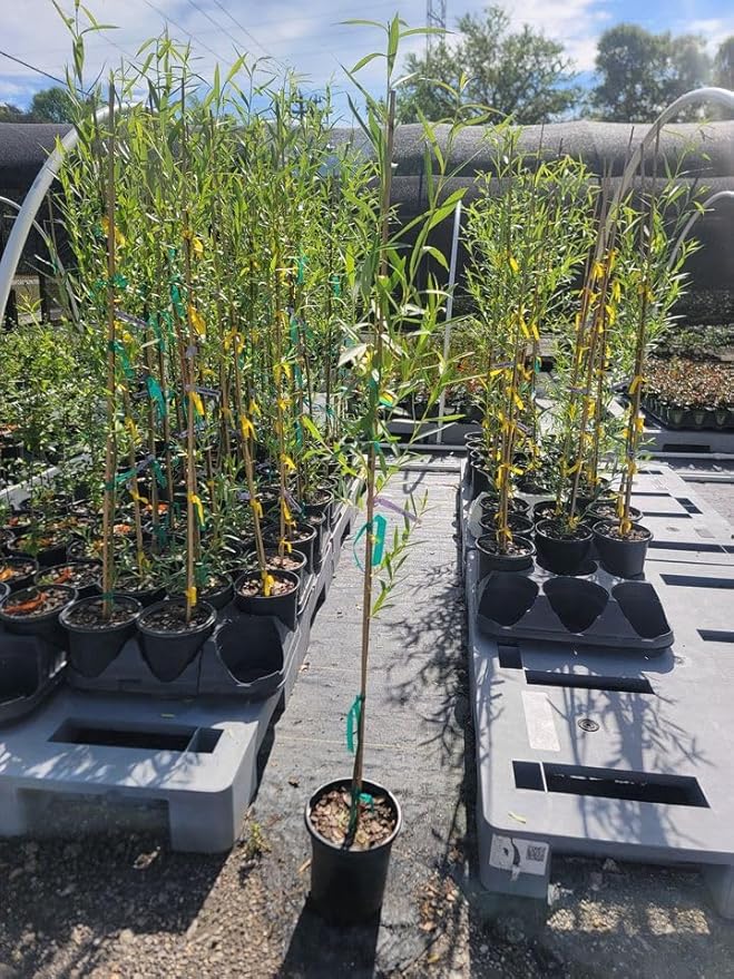 Weeping Willow Tree (Salix babylonica) - 3-4 Feet Tall - (2.5 QT)