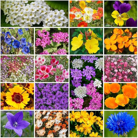 Grow Your Own Vibrant Annual and Perennial Wildflower Garden Seeds Mixture, Varieties for Pollinators and Spring Gardens - Low Growing Mix, 1 lb