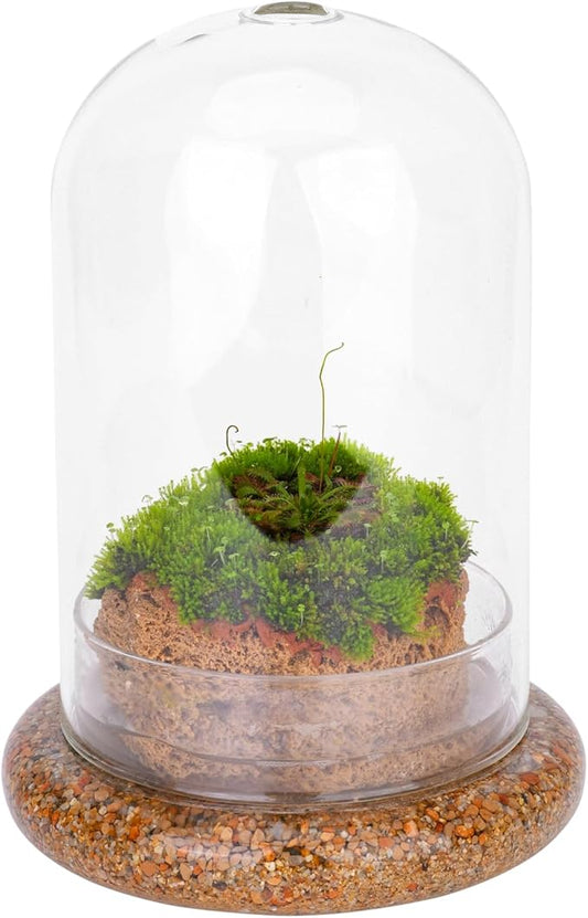 NCYP Glass Dome Cloche with Base and Air Hole - 5.9 x 5.9 x 8.2 Inches Indoor Tabletop Display Terrarium for Plant, Flower - Home Modern Decoration, Clear (No Plants)