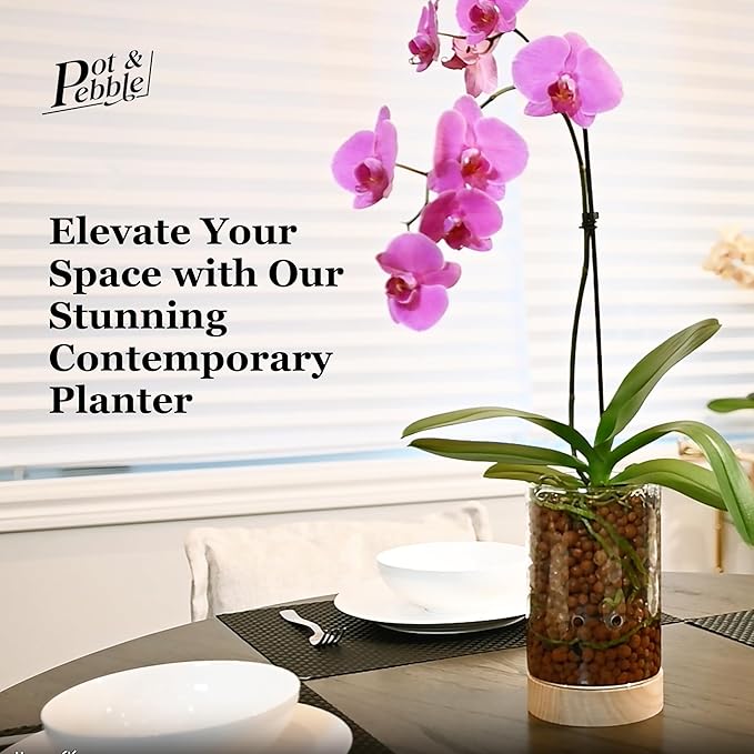 Pot & Pebble - C1 Glass Planter with Wooden Base - Indoor Glass Planter with Water Level Control Holes -Grow Plants in LECA Clay Pebbles/Similar Media - Semi Hydroponic Planter - Plant Cutting Holder