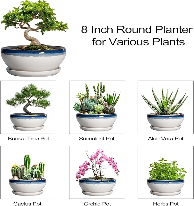 SQOWL Bonsai Pots Ceramic - 8 Inch Succulent Planters Indoor, Succulent Pot with Drainage Hole and Tray, Shallow Ceramic Plant Pot Outdoor, Round Bowl Planter, Porch Decor, Gardening Gift, Blue-Beige