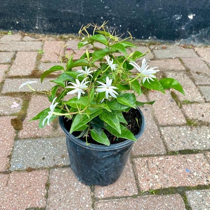 Live Angel Wing Jasmine (Jasminum Nitidum) Plants - Fragrant, White Blooming Evergreen Shrub for Any Garden (4 jas Angel Cups)