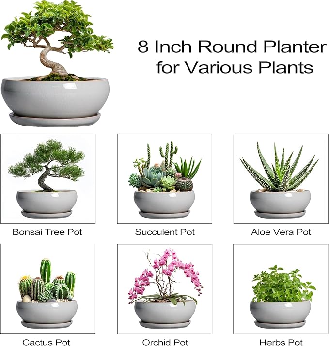 SQOWL Bonsai Tree Pots - 8 Inch Ceramic Plant Pots for Succulents, Shallow Planter with Drainage Hole and Saucer, Round Planter Indoor Outdoor, Bowl Planters, Home Decor, Gift for Plant Lover, Gray
