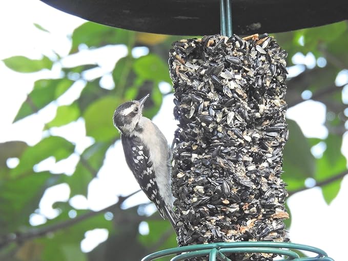 JCs Wildlife Wild Bird Blend Premium Bird Seed Small Cylinder, 1.5 lb (1 Cylinder)