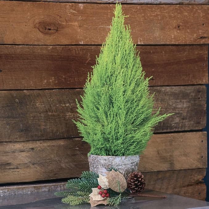 Lemony Christmas Tree. Lemon Cypress 'Goldcrest' (Cupressus Macrocarpa) - Vibrant Yellow-Green Foliage, Citrus Scent, Indoor/Outdoor (4 Cypress-Lemon Cups)