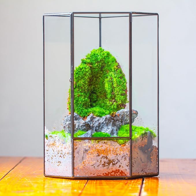 NCYP Wall Corner Geometric Glass Terrarium, Closed Front Opening Door Container Planter for Succulents, Small Plants - Black, Indoor Decor, Tabletop Landscape, 6.1" x 6.1" x 11.8" (Terrarium Only)