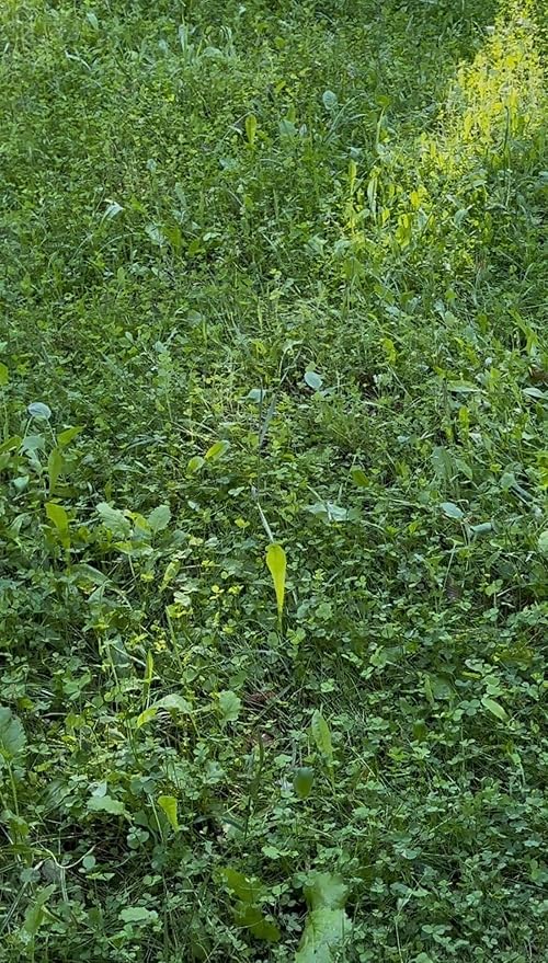 Soggy Bottoms Food Plot Seed Mix, 1/3 Acre or 3 Acres, A Mix of Turnips and Moisture Tolerant Clover, Survives Where Others Can’t