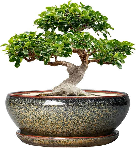 SQOWL Ceramic Bonsai Pots - 12 Inch Succulent Pots with Drainage Hole and Saucer, Large Succulent Planters, Shallow Planter Indoor Outdoor, Round Planter Bowl, Home Decor, Gift for Plant Lover, Brown