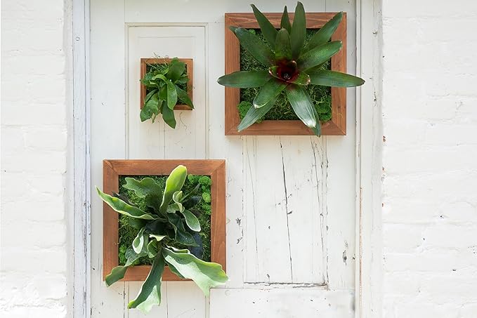 SuperMoss (90471) Mounted Fern Kit DIY - Create Your Own Living Wall Art, Customizable Wooden Frame with Moss, Ideal for Indoor & Outdoor Plant Decor, Kitchen, Balcony, & Home Office, 6” x 6”, Natural