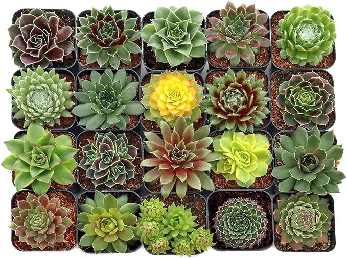 Mountain Crest Gardens Sempervivum Succulent Variety Pack - 20 Hardy Live Rosette Plants, No Repeats, Rooted in 2 Inch Pots - Succulents for Rock Gardens, Containers, DIY Displays