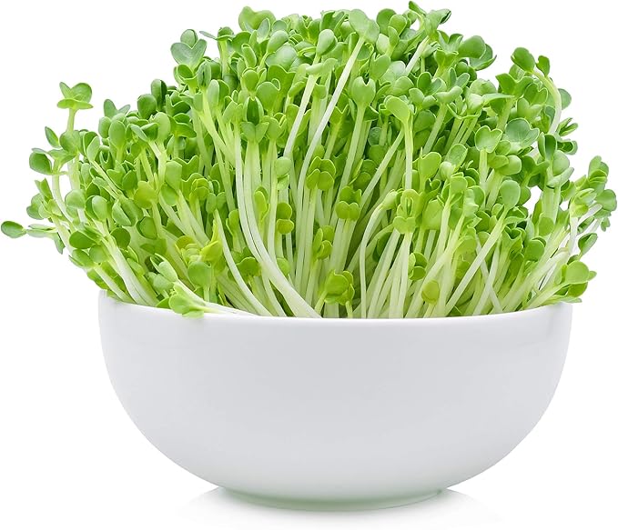 1 Lb Non-GMO Arugula Vegetable Seeds for Outdoor Garden and Indoor Salad Microgreens - Mountain Valley Seed Company Non GMO Arugula Microgreens Seeds for Micro Greens Seed Kit & Micro Greens Seed Mix
