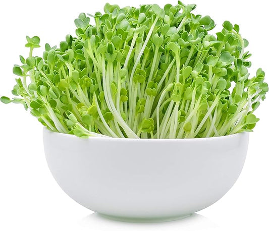 1 Lb Non-GMO Arugula Vegetable Seeds for Outdoor Garden and Indoor Salad Microgreens - Mountain Valley Seed Company Non GMO Arugula Microgreens Seeds for Micro Greens Seed Kit & Micro Greens Seed Mix