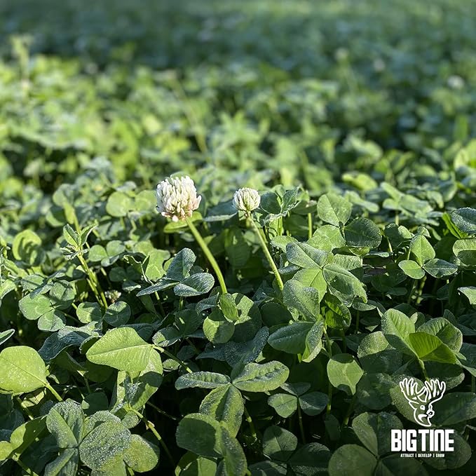 Big Tine Food Plot Mix, Deer Attractant, Foundation Clover, Premium Clover Mix, 4 lbs Bag, Perennial, Great for Food Plots, High Drought Tolerance