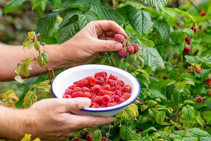 Gardenera Premium Raspberry Potting Soil Mix - Optimal Blend for Thriving and Juicy Berries - 1 Quart
