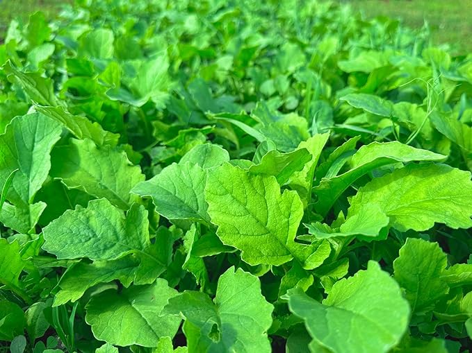 No Till No Problem Food Plot Seed Mix for Deer, Easy to Grow, Minimal Ground Prep, No-Till Planting, Broadcast and Start Growing