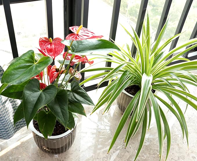 Meicynhoger 2-Pack Vintage Plastic Self-Watering Hanging Planters for Spider Plant,Ivy,Monstera,African Violets - 6.5" Clear Flower Pot with Hooks for Indoor Outdoor,Table, Balcony, Wall,Garden Gray