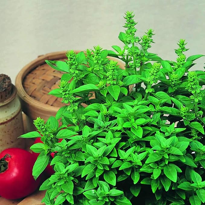 Basil Seeds - Spicy Globe - 2 g Packet ~1000 Seeds - Non-GMO, Heirloom - Bush Herb Garden Seeds: Gardening, Microgreens - Ocimum basilicum Minimum