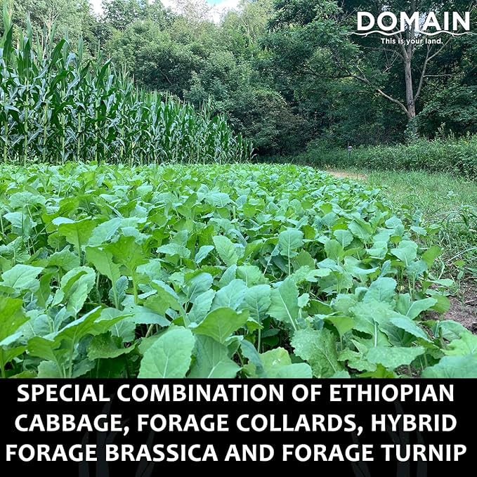 Domain Outdoor Bombshell Food Plot Seed for Deer, 1/2 Acre, Designed to Handle The Toughest Conditions, Quick Establishment - Ethiopian Cabbage, Forage Collards, Hybrid Forage Brassica, Forage Turnip
