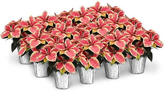 Green Circle Growers 12-Pack Live Marble Poinsettia/Cinnamon Plants in 4-Inch Grower Pots with Silver Decorative Covers – Festive Holiday Houseplants for Seasonal Home Décor & Gifting
