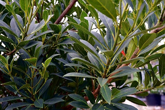 Japanese Blueberry Elaeocarpus Tree | 3 Large Gallon Size Pots | Elaeocarpus Decipiens | Ornamental Evergreen | Shade and Privacy Plants