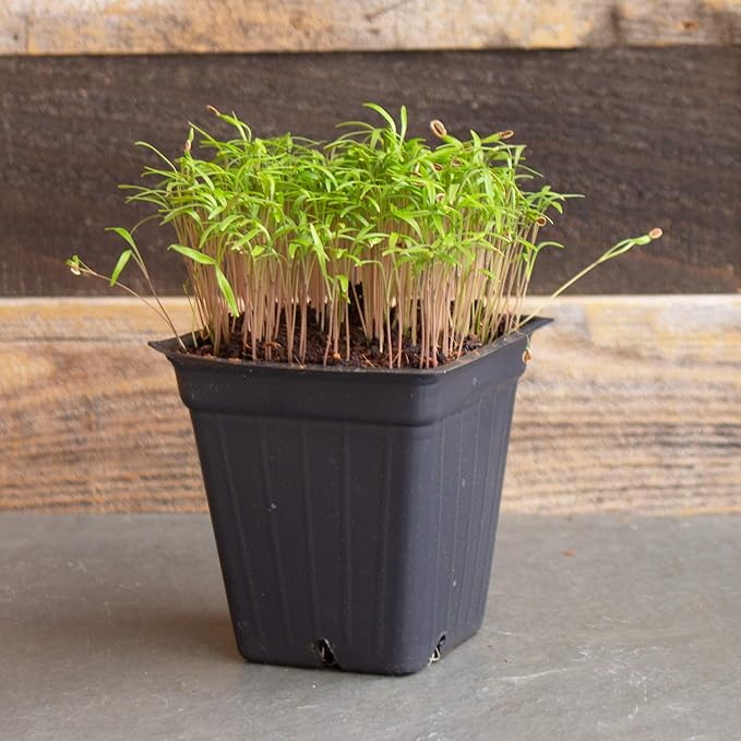 Bouquet Dill Herb Garden Seeds - 500 Mg Packet ~400 Seeds - Non-GMO, Heirloom Herbal Gardening & Microgreens Seeds - Anethum graveolens