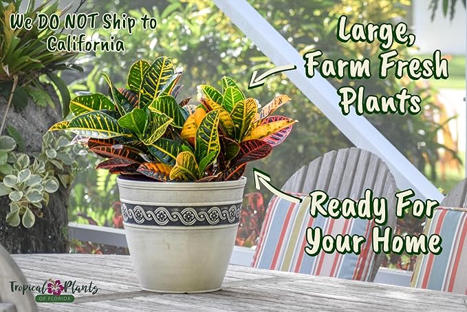Croton Petra Plant - Tropical Foliage Plant Live - Overall Height 20" to 24" - Tropical Plants of Florida