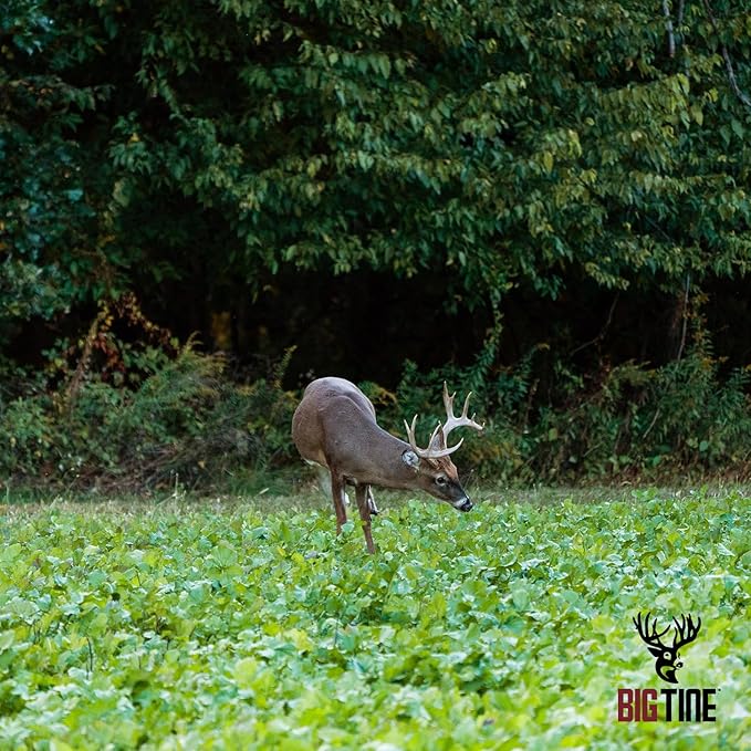 Big Tine Food Plot Mix, Deer Attractant, Advantage Turnips, 3 lbs Bag, Fall/Winter Annual, Extremely Versatile, Drought Resistant