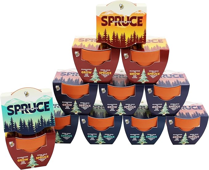 BUZZY Seeds Holiday Spruce Tree 12 Pack Mini Terracotta Grow Kits Includes All You Need to Sprout Evergreens, a Fun Stocking Stuffer, Party Favor or Corporate Gift